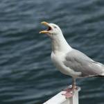 Uroš Vukašinović Profile Picture