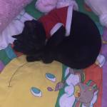 Joan Meza profile picture