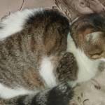 Pablo Cardenas Profile Picture