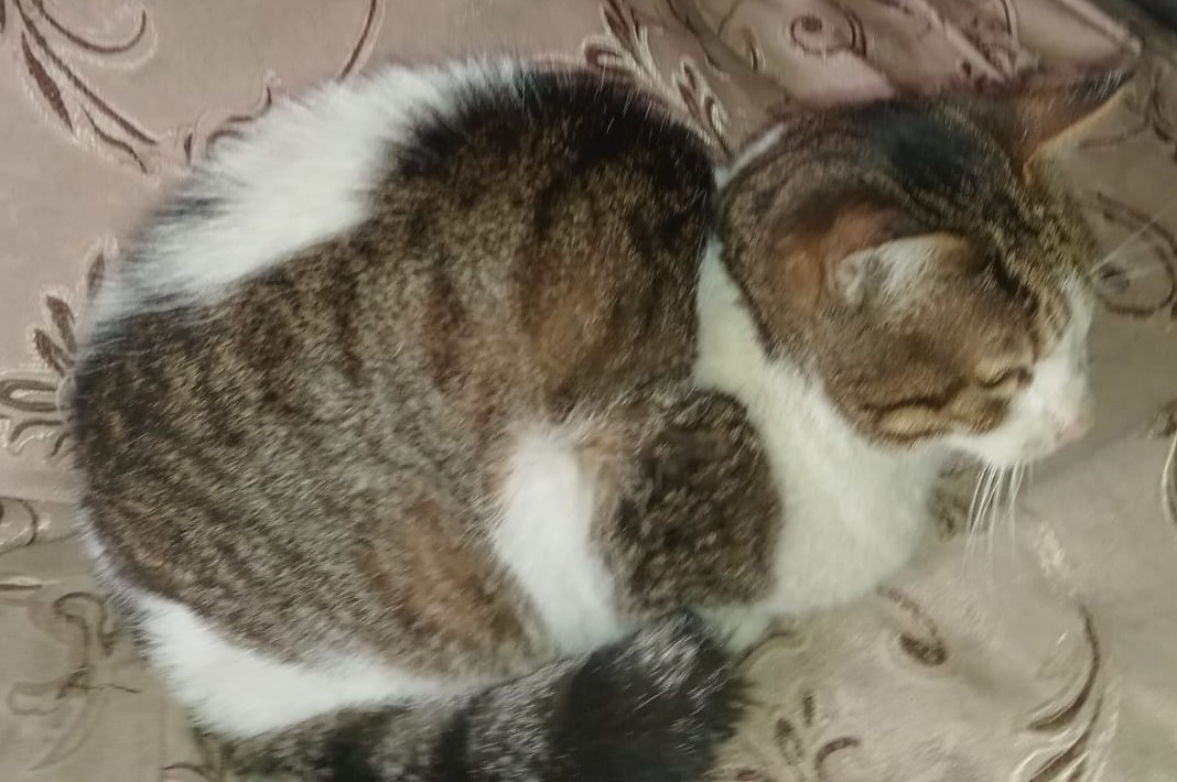 Pablo Cardenas Profile Picture