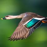 gyrojett Profile Picture