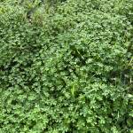 marianagomes Profile Picture